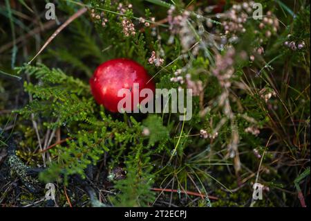 Hellroter und giftiger Krötenhocker im Herbst im Wald Stockfoto