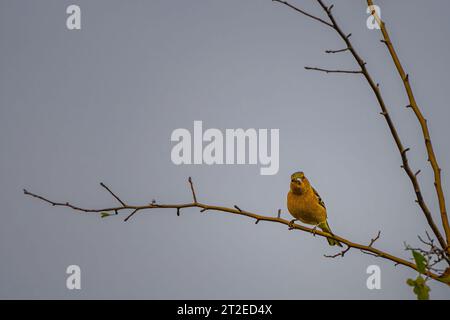 Chaffinch an einer Zweigstelle im richmond Park Stockfoto