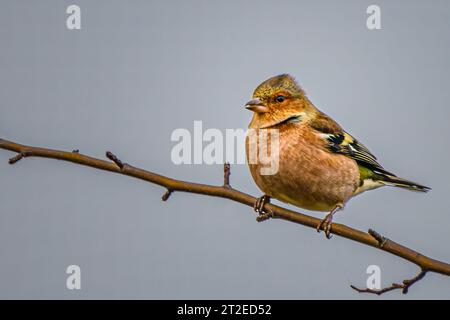Chaffinch an einer Zweigstelle im richmond Park Stockfoto