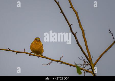 Chaffinch an einer Zweigstelle im richmond Park Stockfoto