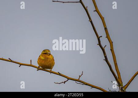 Chaffinch an einer Zweigstelle im richmond Park Stockfoto