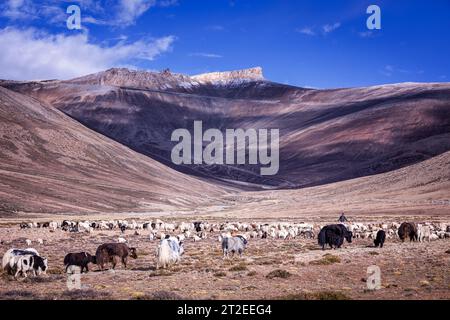 Eine große Schar einheimischer Yaks, Ladakh, Indien Stockfoto