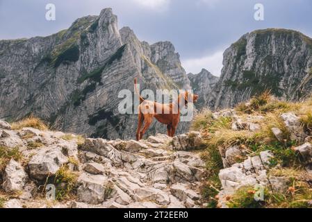 Ungarischer Vizsla Jagdhund, der mitten in den Bergen des Durmitor-Nationalparks steht. Zeigt ungarischen Zeiger in Berglandschaften Stockfoto