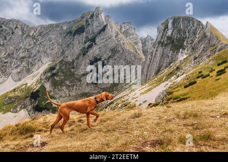 Ungarischer Jagdhund Vizsla, der in einer richtenden Position inmitten der hohen Berge des Durmitor-Nationalparks steht. ungarischer Zeiger in bergigem lan Stockfoto