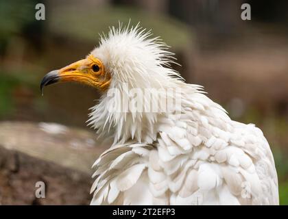 Der ägyptische Geier ist ein mittelgroßer Geier, der in Afrika, Europa und Asien vorkommt. Es ist bekannt für sein weißes Gefieder, seine schwarzen Flügel und seinen gelben Schnabel und Stockfoto