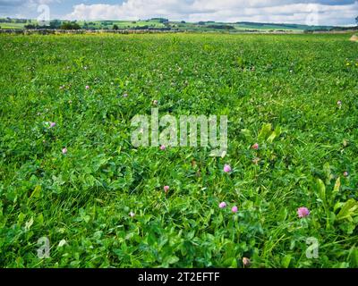 Ein Feld Rotklee in Derbyshire, Großbritannien. Stockfoto