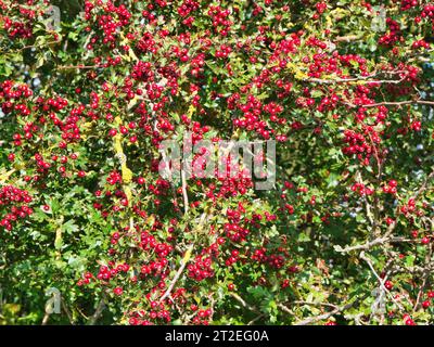 Viele wilde, rote Weißdornbeeren in einer Hecke in Derbyshire, England, Großbritannien. An einem sonnigen Herbsttag aufgenommen. Stockfoto
