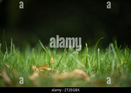 Grüne, üppige Grasklingen, Blick vom Boden aus, geringe Tiefe des Feldes, dunkler Hintergrund, keine Personen. Stockfoto