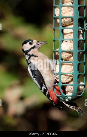 Großspecht Dendrocopus Major, männlicher Vogel auf fettem Kugelfutter Herbst schwarz-weiß-rot auf Nacken und unter dem Schwanz Dolch wie Schwalbenschwanz Stockfoto