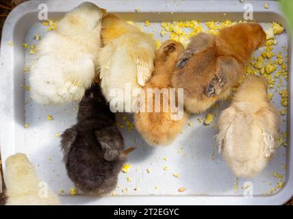 Kleine bunte Küken essen ein gekochtes Ei in einem Futterhäuschen, von oben Stockfoto