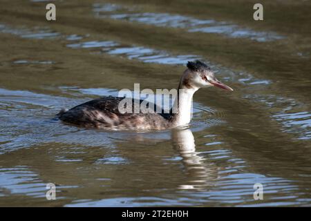 Podiceps christatus, Herbstgefieder junger Taucher Vogel, sonnenbeleuchtet grau weiß dunkler Rücken- und Kopfwappen langer Spitzschnabel langer Hals Stockfoto