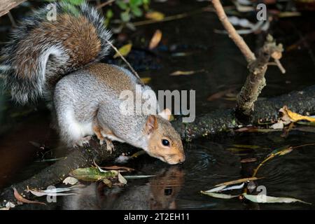 Graues Eichhörnchen Sciurus carolinensis, trinkend vom Rand des seegrauen Fells mit rötlich-braunem, buschigem Schwanz und Kopf-Nagetier wie kleine Säugetierohren Stockfoto