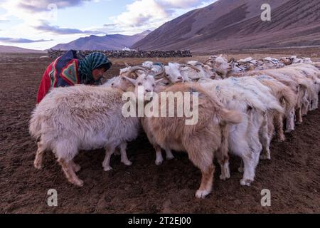 Changthangi- oder Changpa-Ziegen werden von Changpa-Nomaden aus Ladakh, Indien gemolken Stockfoto