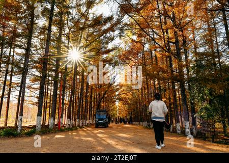 Changchun, chinesische Provinz Jilin. Oktober 2023. Besucher machen einen Herbstspaziergang durch einen Park in Changchun, nordöstlich der Provinz Jilin, 19. Oktober 2023. Quelle: Xu Chang/Xinhua/Alamy Live News Stockfoto