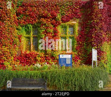 Herbstfarbene Blätter einer Efeu-Kletterpflanze an der Wand einer öffentlichen Bibliothek in Kettering, England. Stockfoto