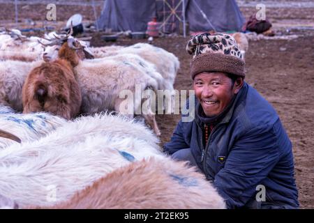 Changthangi- oder Changpa-Ziegen werden von Changpa-Nomaden aus Ladakh, Indien gemolken Stockfoto