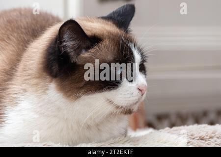 Eine Nahaufnahme eines Porträts einer vielfarbigen, gut gefütterten, älteren faulen Katze mit blauen Augen auf einer grauen Stoffcouch. Flauschige dreifarbige edle perfekte Katze Stockfoto