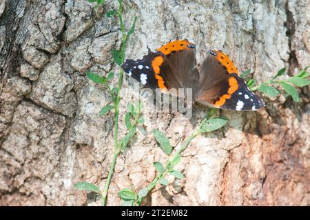 Roter Admiral Schmetterling auf Baumstamm Stockfoto