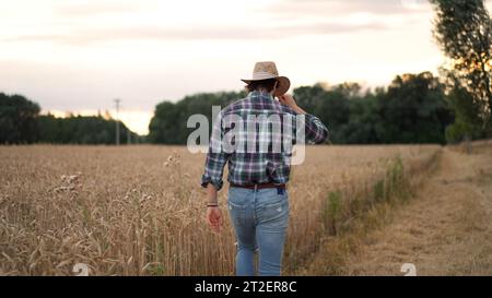 Der Mann sieht den Weizen an und berührt die Spitzen mit den Händen Stockfoto