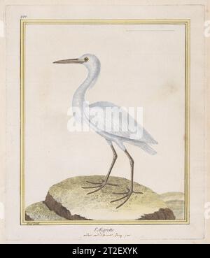 L'Aigrette (Egret), aus „Histoire Naturelle de Oiseaux“ Nicolas Martinet französischer Autor Georges Louis Leclerc, comte de Buffon French 1770–86 dieses handkolorierte Bild stammt aus „Histoire Naturelle des Oiseaux“, einer berühmten Sammlung von Bänden, herausgegeben von Georges Louis Leclerc, le comte de Buffon (1707-1788), Intendant du Jardin des Plantes du ROI (Leiter der königlichen botanischen Gärten) unter Ludwig XV. Ursprünglich wurde das Projekt als Teil von Buffons umfassender Naturgeschichte der Welt konzipiert, „Histoire Naturelle, Générale et Particulière“, die 1749 begonnen wurde. Wie veröffentlicht mit Hand-coloriert Stockfoto