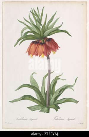 Crown Imperial (Fritillaria imperialis), aus Les Liliacées Pierre Joseph Redouté Französisch 1802–16 mehr anzeigen. Crown Imperial (Fritillaria imperialis), aus Les Liliacées. Pierre Joseph Redouté (Französisch, 1759–1840). 1802-16. Farbige Stippelgravur. Ausdrucke Stockfoto