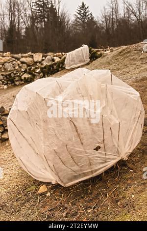 Blumendampf bedeckt, Kälteschutz im Winter Stockfoto