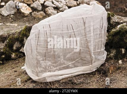 Blumendampf bedeckt, Kälteschutz im Winter Stockfoto