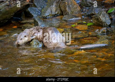 Eurasischer Otter (Lutra lutra) am Wasserrand, Bayerischer Wald, Deutschland. Stockfoto