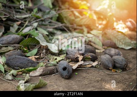 Pflanzenkrankheit in Kakaoplantagen. Cocao-Schoten mit Löchern beschädigt Stockfoto