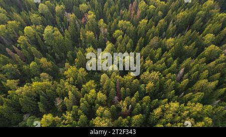 Sommer im Wald aus der Vogelperspektive. Mischwald, grüne Laubbäume. Stockfoto