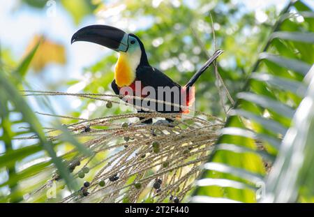 Toucan mit tropischem Kanalschnabel, Ramphastos vitellinus, in freier Wildbahn auf einer Palme Stockfoto