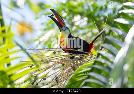 Nahaufnahme eines farbenfrohen Toukans mit Kanalschnabel, Ramphastos vitellinus, mit offenem Schnabel, der im Regenwald eine Palme isst Stockfoto