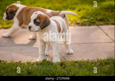 Porträt eines Hundes. Zwei weiße und braune Bernhardiner-Welpen, die auf der Wiese spazieren. St. Bernhard. Alpenspaniel in der Schweiz. Stockfoto