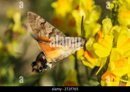 Kolibri-Falkenmotten (Macroglossum stellatarum) sammeln, Kroatien Stockfoto