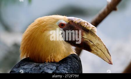 Papuan-Nashornvögel sitzen auf einem Zweig und beobachten. Rhyticeros plicatus. Wildtiere und wilde exotische Vögel Konzept Stockfoto