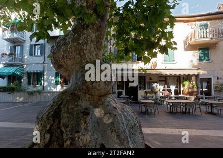 Platane in der Altstadt, auffälliger Stamm mit kugelförmigen Wucherungen, Gardasee, Veneto, Provinz Verona, Italien Stockfoto