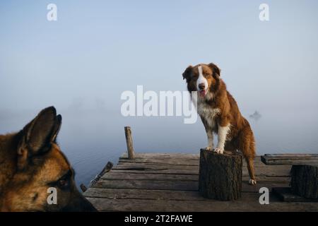 Ein wunderschöner reinrassiger Hund steht an einem nebeligen Herbstmorgen über einem See oder Fluss auf einem hölzernen Pier. Ein australischer Schäferhund posiert mit seinen Vorderpfoten auf einem Stockfoto