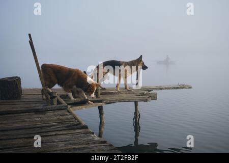 Zwei wunderschöne reinrassige Hunde laufen an einem nebeligen Herbstmorgen auf einem hölzernen Pier über einen See oder Fluss. Deutsche und australische Schäferhunde. Eine Reise und Stockfoto