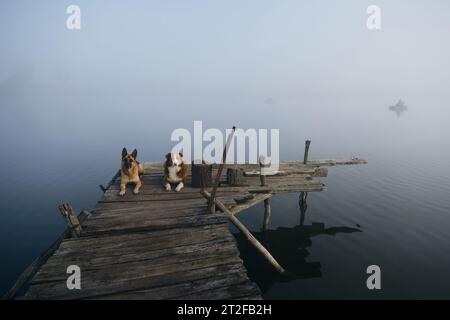 Zwei wunderschöne reinrassige Hunde liegen an einem nebeligen Herbstmorgen über einem See oder Fluss auf einem hölzernen Pier. Deutsche und australische Schäferhunde. Eine Reise und Stockfoto