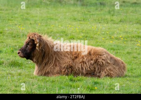 Junge schottische Highland-Rinder, Kälber, Highland-Rinder oder Kyloe, Isle of Mull, Schottland, Großbritannien Stockfoto
