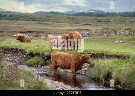 Scottish Highland Cattle, Highland Cattle oder Kyloe, Isle of Mull, Schottland, Großbritannien Stockfoto