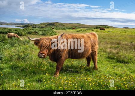 Scottish Highland Cattle, Highland Cattle oder Kyloe, Isle of Mull, Schottland, Großbritannien Stockfoto