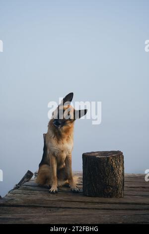 Ein wunderschöner Hund sitzt auf einem hölzernen Pier an einem nebeligen Herbstmorgen über einem See oder Fluss. Deutscher Schäferhund posiert auf der Brücke neben einem Baumstamm, geneigte Kopfseite Stockfoto