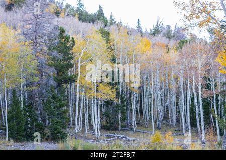 Bäume auf einem Berg mit Herbstfarben Stockfoto