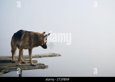 Hund steht an einem nebeligen Herbstmorgen über einem See oder Fluss auf einem hölzernen Pier. Der Deutsche Schäferhund posiert am Rand der Brücke. Friedliche Landschaft Stockfoto