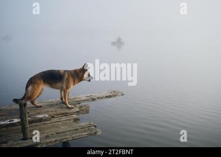 Hund steht an einem nebeligen Herbstmorgen über einem See oder Fluss auf einem hölzernen Pier. Der Deutsche Schäferhund posiert am Rand der Brücke. Friedliche Landschaft Stockfoto