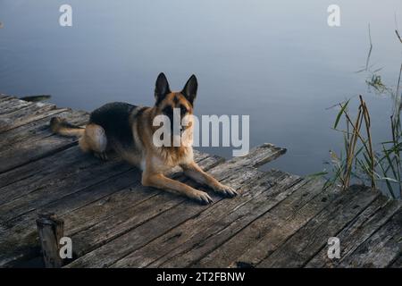 Ein schöner reinrassiger Hund liegt an einem nebeligen Herbstmorgen über einem See oder Fluss auf einem hölzernen Pier. Deutscher Schäferhund posiert auf der Brücke. Eine friedliche Landschaft Stockfoto