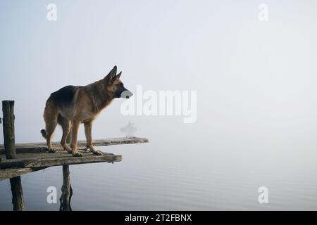 Hund steht an einem nebeligen Herbstmorgen über einem See oder Fluss auf einem hölzernen Pier. Der Deutsche Schäferhund posiert am Rand der Brücke. Friedliche Landschaft Stockfoto