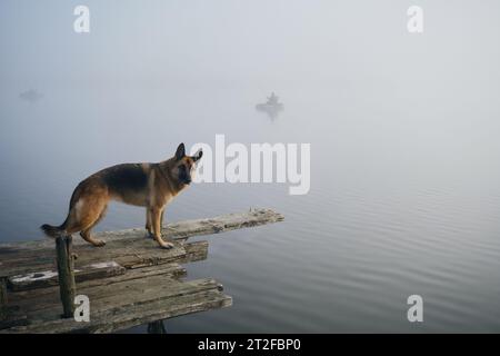 Hund steht an einem nebeligen Herbstmorgen über einem See oder Fluss auf einem hölzernen Pier. Der Deutsche Schäferhund posiert am Rand der Brücke. Friedliche Landschaft Stockfoto