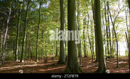 Leichter Buchenwald (Fagus sylvatica) im Sommer Stockfoto